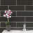Rivella Subway 4 in. x 12 in. Glossy Glass Mosaic Wall Tile-90566933