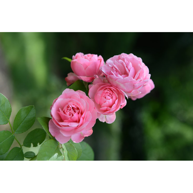 Pink Roses - Wrapped Canvas Print, 30cm H x 46cm W x 3.8cm D
