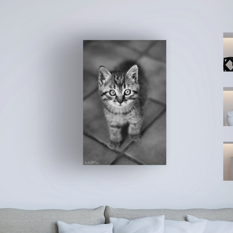 «Cute Kitty» par Ben Heine - reproduction de photo sur toile tendue, H 47 po x l 30 po x P 2 po
