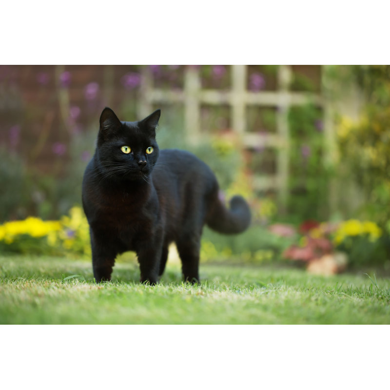 Photographie d'un chat noir sur toile par DgwildLife, H 12 po x l 18 po x P 1,25 po