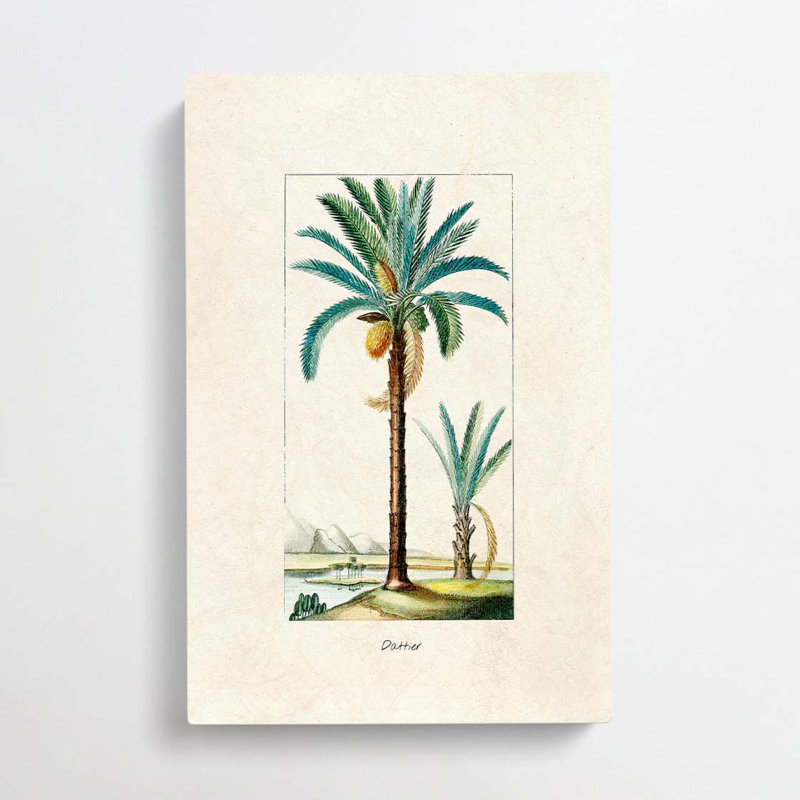 Illustration of a Date Palm Tree - Wrapped Canvas, 50cm H x 35cm W x 3cm D