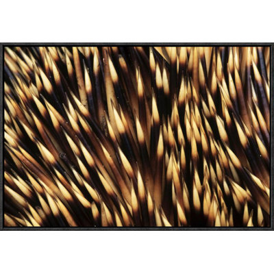 'Brown-Breasted Hedgehog Detail of Spines' Framed Photographic Print on Canvas