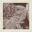 Brown Briar 1 Print