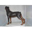 Statue en bronze de chien Jorden Rottweiler - Taille: L 44 po x l 10 po x H 36 po.
