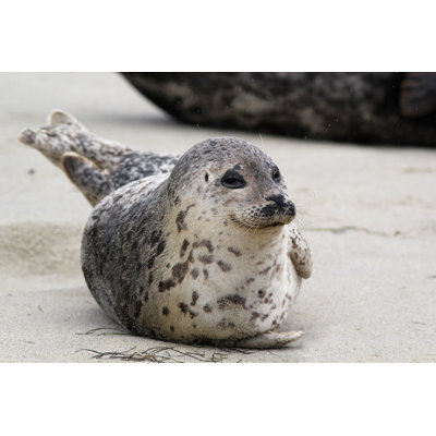 " Happy Harbor Seal " by Randimal