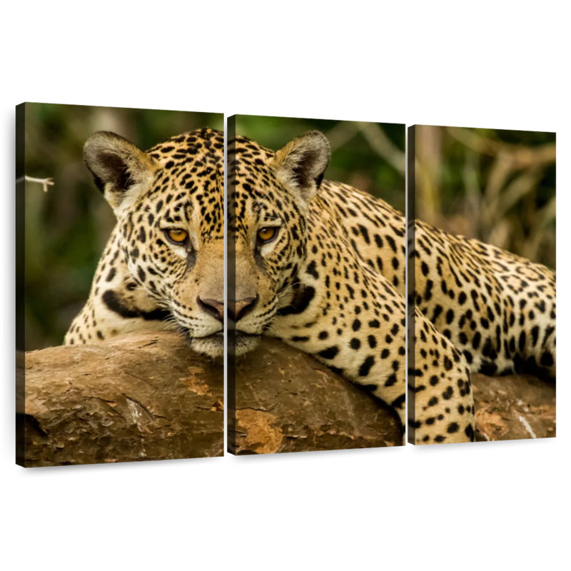 Brampt Intense Jaguar Gaze, 32" H x 50" W