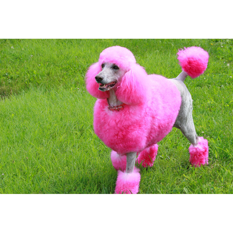 Cotton Candy Poodle by Jodyjohans - Wrapped Canvas Print, 20cm H x 30cm W x 3.8cm D