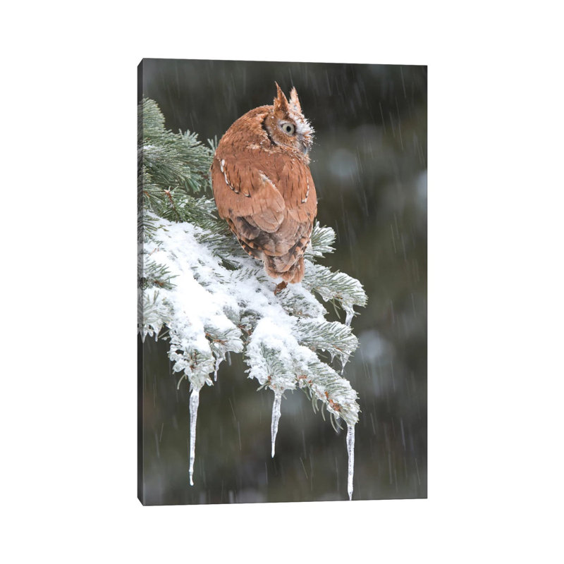 Eastern Screech Owl Red Morph In Winter, Howell Nature Center, Michigan by Steve Gettle - Wrapped Canvas Print