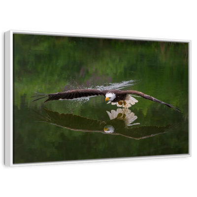 Aigle à tête blanche