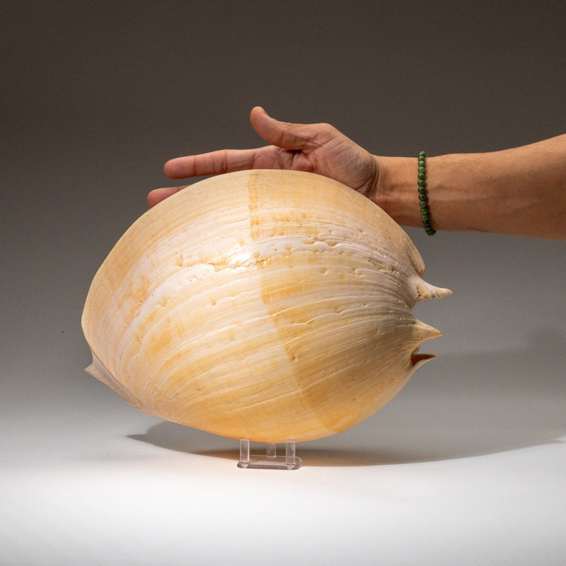 Genuine Large Volute Shell (2.3 Lbs)