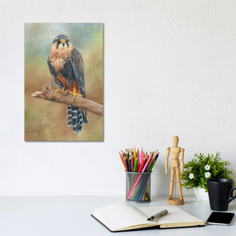 Aplomado Falcon by David Stribbling - Wrapped Canvas Print, 30.48cm H x 20.32cm W