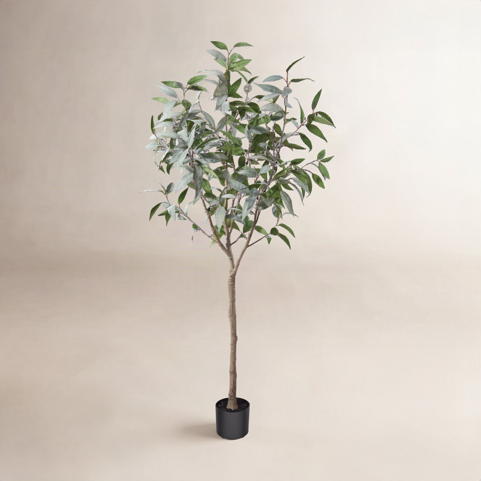 Adcock Eucalyptus Tree in Planter, 72" H x 30" W x 30" D
