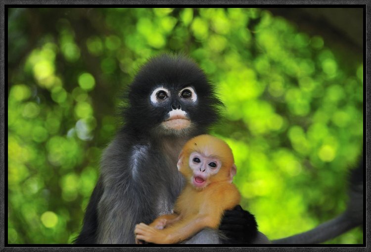 Dusky Leaf Monkey Mother With Baby, Khao Sam Roi Yot National Park,  Thailand Framed On Framed Canvas Print
