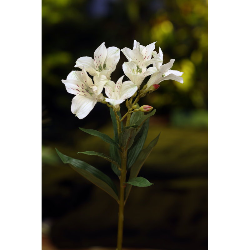 White Alstroomeria