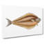 Atlantic Halibut Fish by Edward Donovan - Wrapped Canvas Painting Pint - Wrapped Canvas-55367495