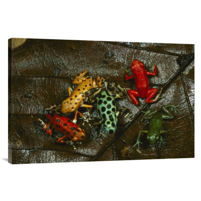 " Strawberry Poison Dart Frog Color Variations, Bocas Del Toro, Panama "