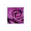 «Purple Rose» par PhotoINC Studio - Estampe numérique sur toile tendue avec châssis-1048755597-1048755589-1048755590