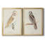 " Barn Owl " 2 - Pieces-368918795-368918796