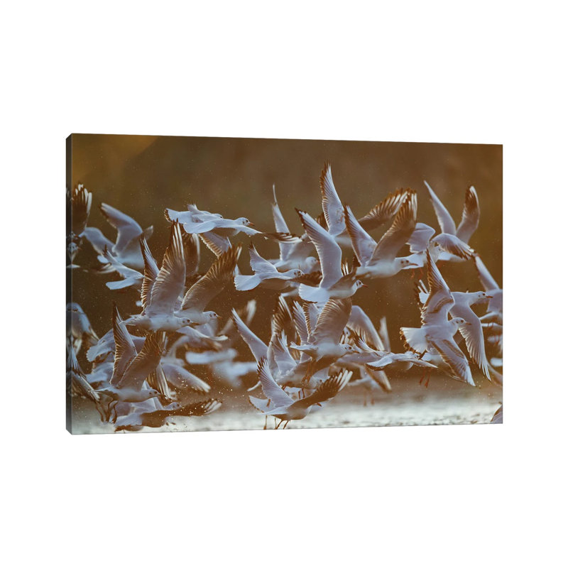 Gulls At Sunrise I by Mateusz Piesiak - Wrapped Canvas Print, 66.04 cm H x 45.72 cm W x 3.175 cm D