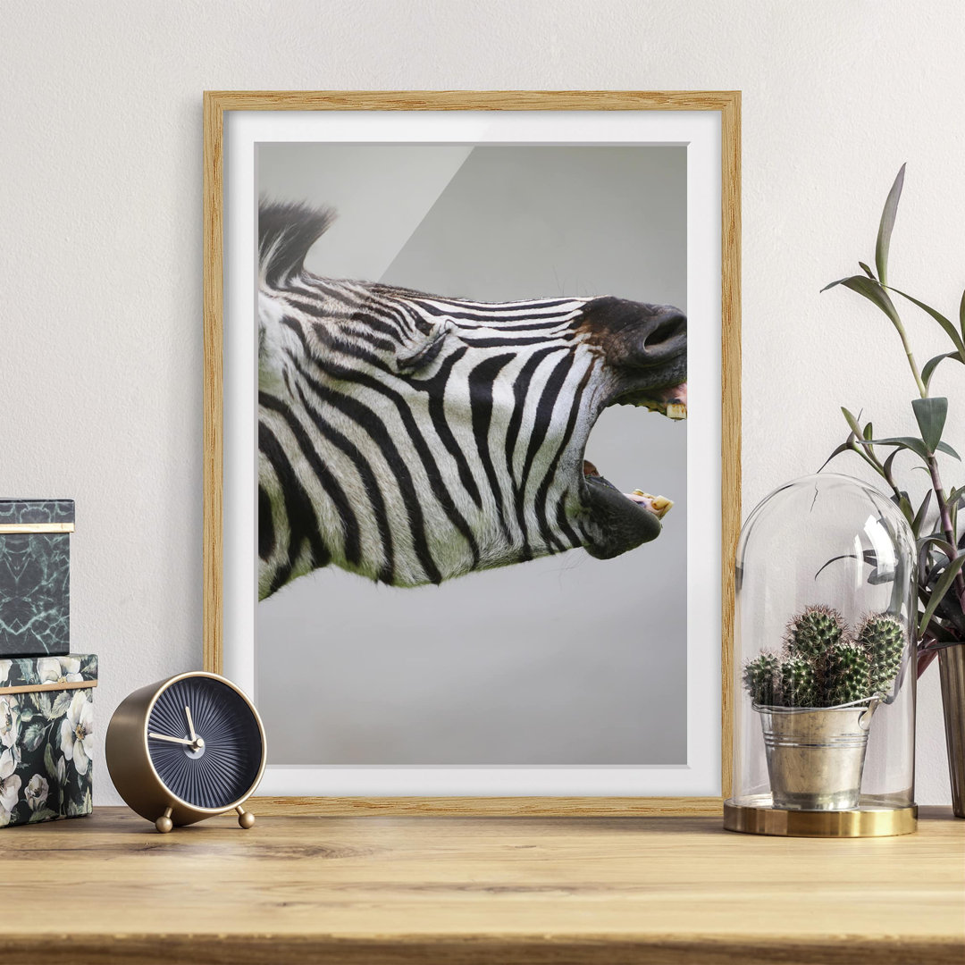 Gerahmtes Poster Roaring Zebra