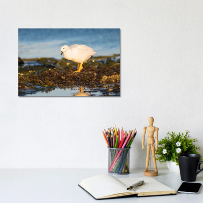 Kelp Goose, Gander In Tidal Area, Falkland Islands. by Martin Zwick - Wrapped Canvas Print