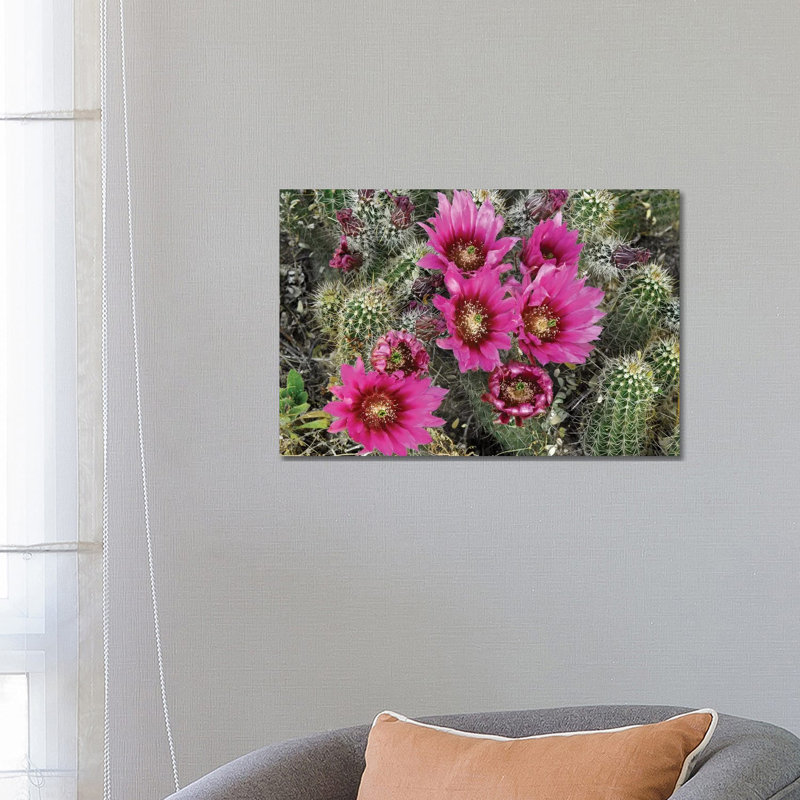 Hedgehog Cactus Flowering, Arizona by Tim Fitzharris - Wrapped Canvas Print, 66.04 cm H x 45.72 cm W x 1.91 cm D