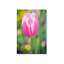 «Pink Tulip Blossoms II» par Sonja Quintero, reproduction d'art sur toile-1092906606