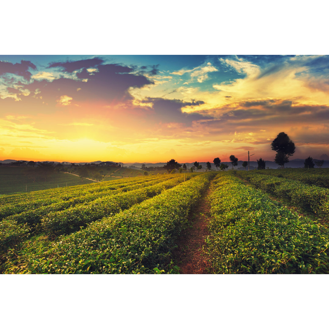 Leinwandbild Tea Plantation On Sunset