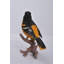 Statue oriole on branch