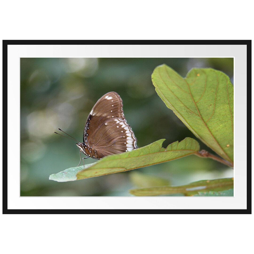 Gerahmtes Poster Kleine bräunlicher Schmetterling