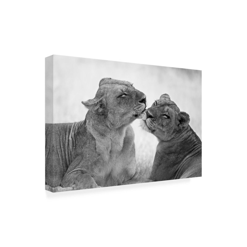 Art sur toile, lions boliviens, Marco Pozzi, H 22 po x l 32 po