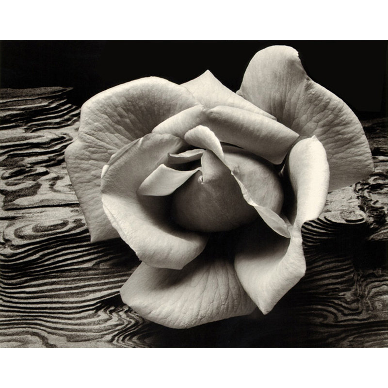 Rose et bois flottant, H 19 po x l 24 po