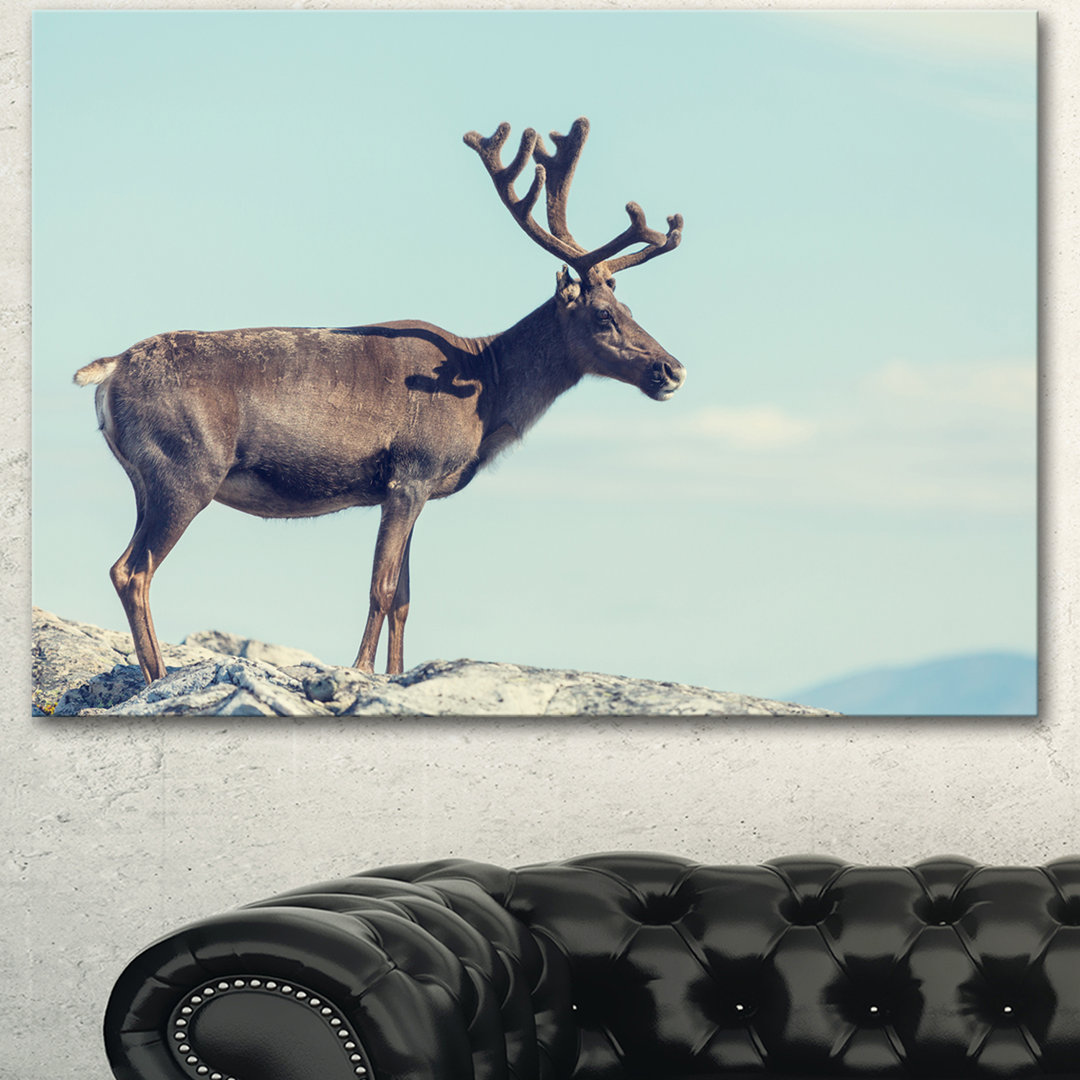 " Large Reindeer In Norway " Design Art