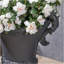Urne Delphine-122931742