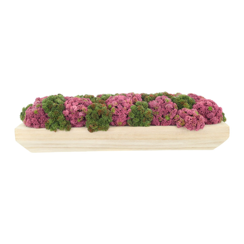 Composition de sedums dans un pot en bois, H 6 po x l 24 po x P 9 po, Rose, Beige