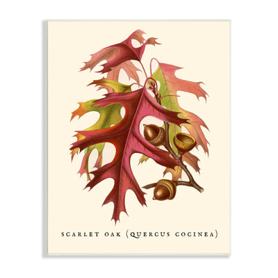 «Antique Autumn Scarlet Branch Branch Autumn Leaves» par Daphne Polselli - impression