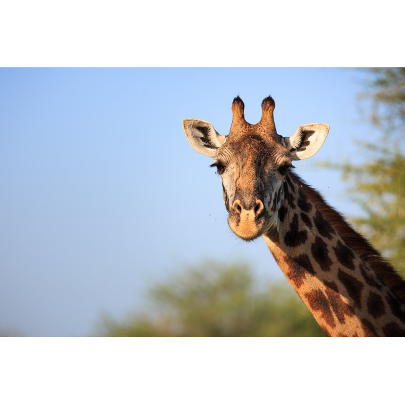 Giraffe - Wrapped Canvas Print, 51cm H x 76cm W x 3.8cm D