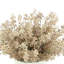 Seeded Eucalpyptus Floral Arrangement In A Ceramic Vase