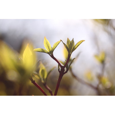 Young Leaves - Wrapped Canvas Print
