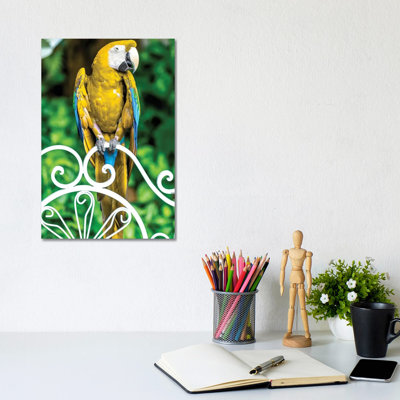 Macaw III by Glauco Meneghelli - Wrapped Canvas Print