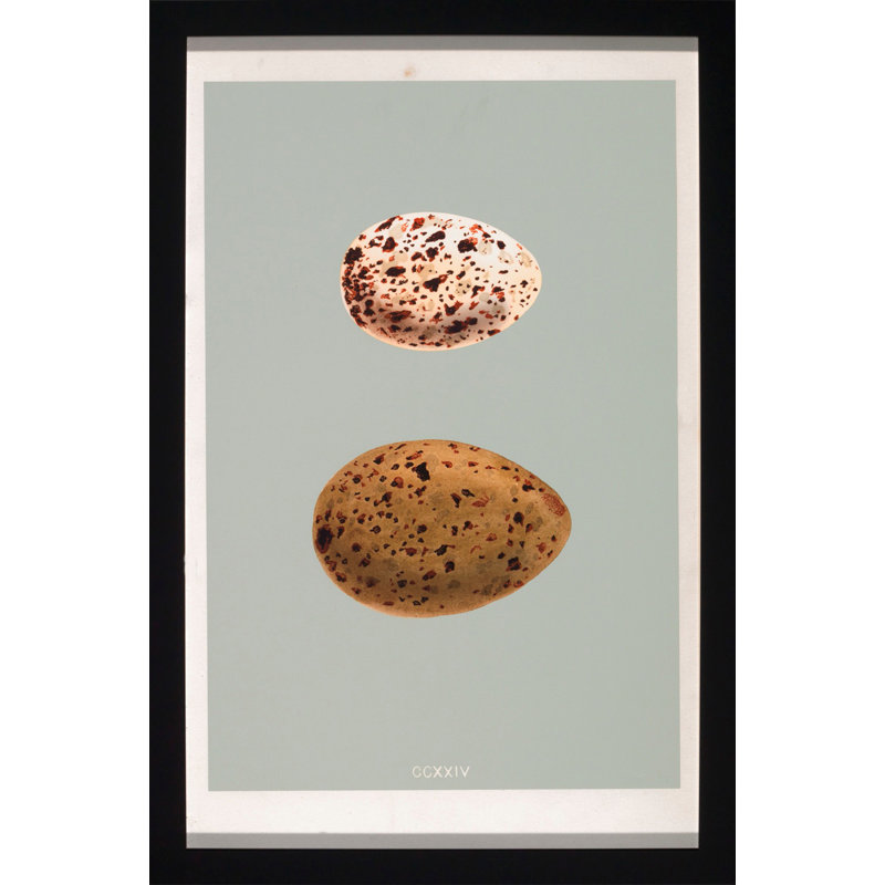 Classic Egg Study 2 Print