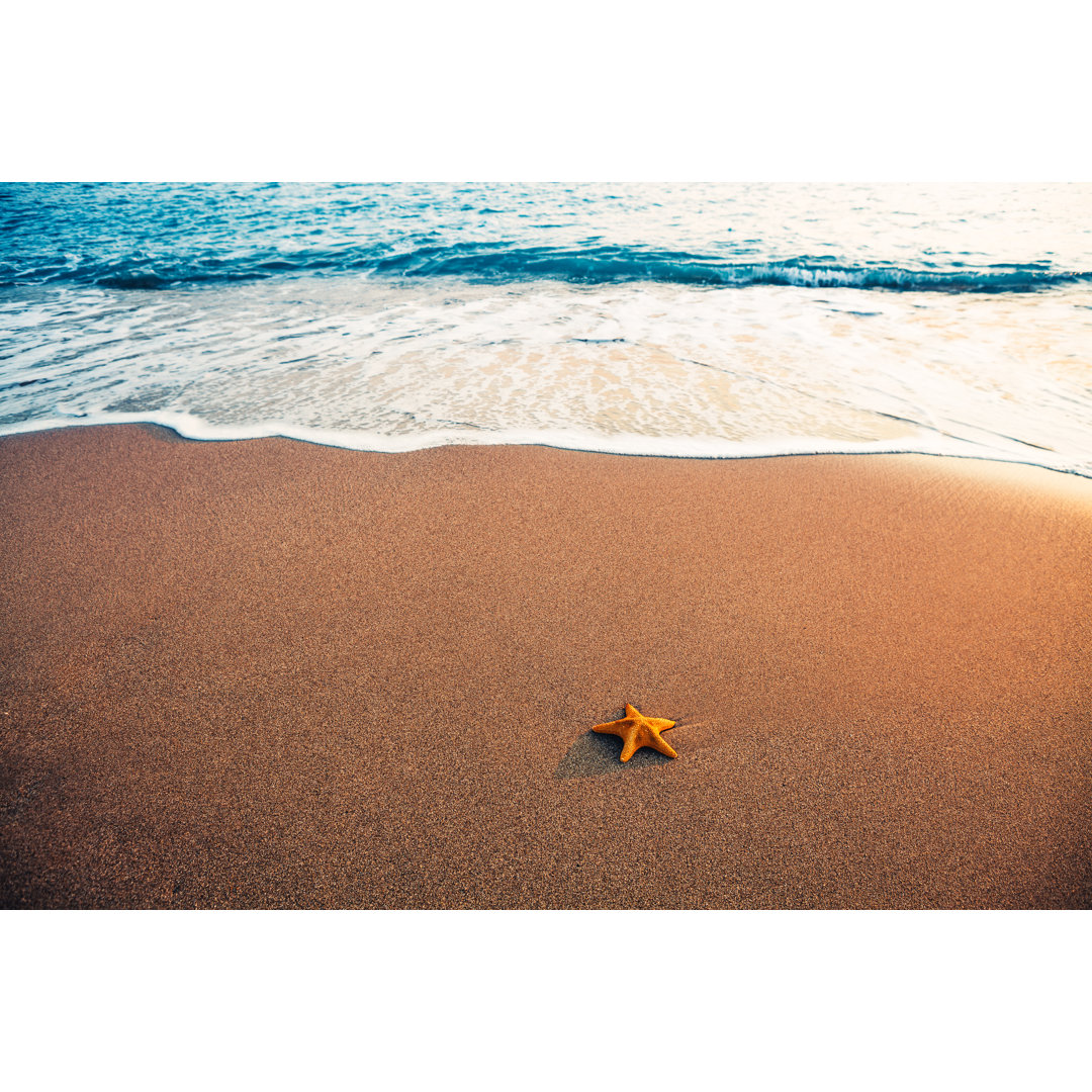 Seestern am Strand