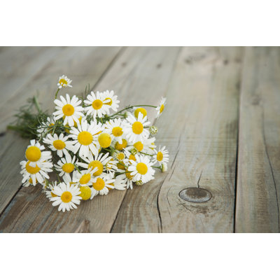Bouquet de camomille - photographie sur toile