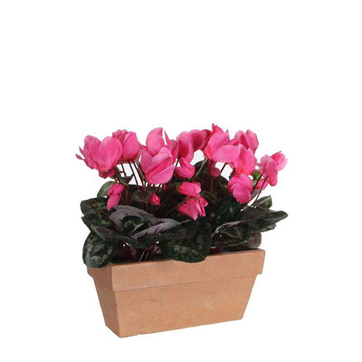 Cyclamen Arrangement in Pot