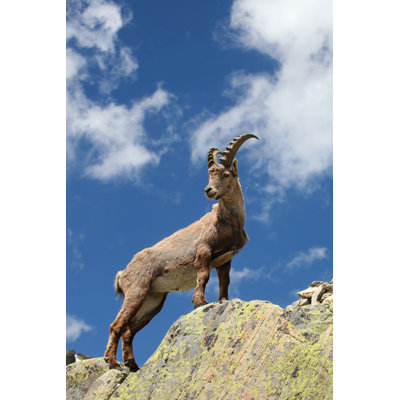 " Capra Ibex "