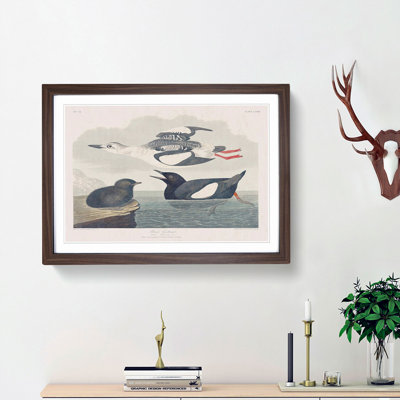 Black Guillemot Bird by John James Audubon - Picture Frame Art Print on MDF