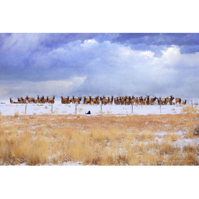 Zippy & The Elk