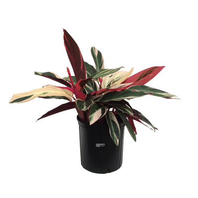 Nature's Way Farms 10 Inches Triostar Stromanthe Prayer Plant Live House Plant in Grower Pot