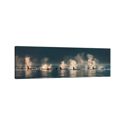 A Group Of Orcas Come To The Surface On A Calm Day, Lynn Canal, Inside Passage, Alaska by Design Pics - Wrapped Canvas Print