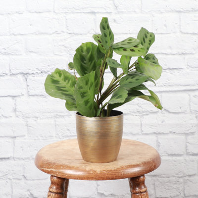 Live Green Prayer Plant in Classic Pot